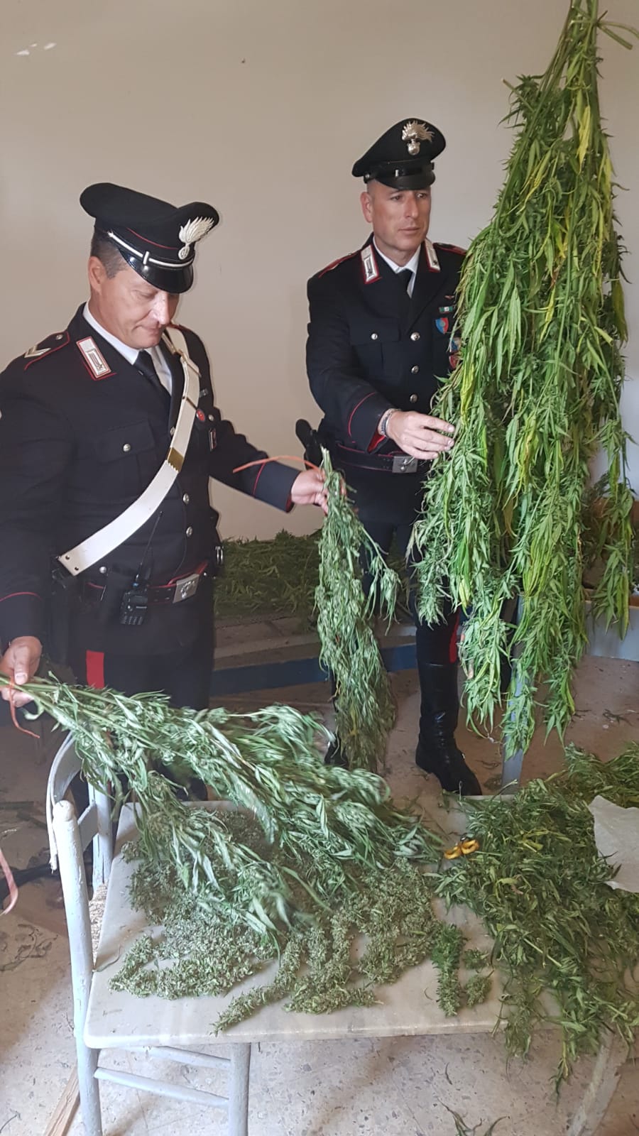 sequestro di marijuana