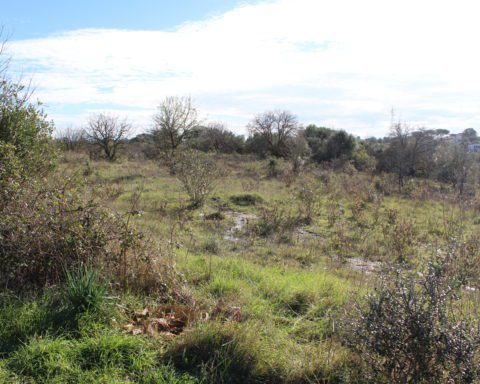 Sant'Apollonia, Aprilia
