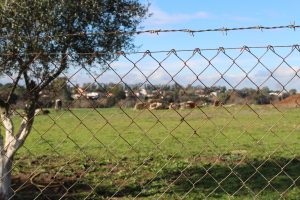 Aprilia, discarica di Via Savuto, località La Cogna