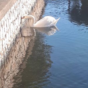 Cigno al Lago di Fogliano