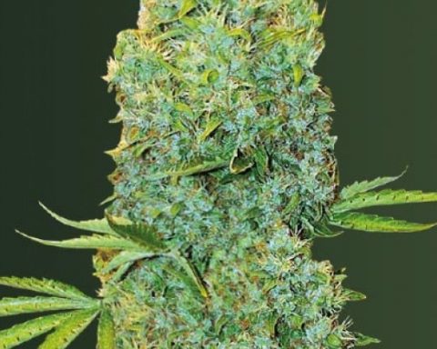 Pianta di Amnesia Haze
