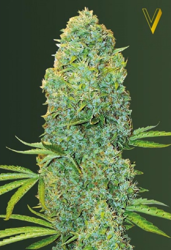 Pianta di Amnesia Haze