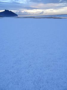 Sabaudia innevata 5
