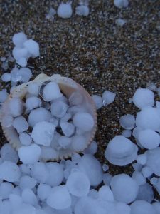 Sabaudia innevata 6