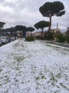 Sabaudia innevata 7