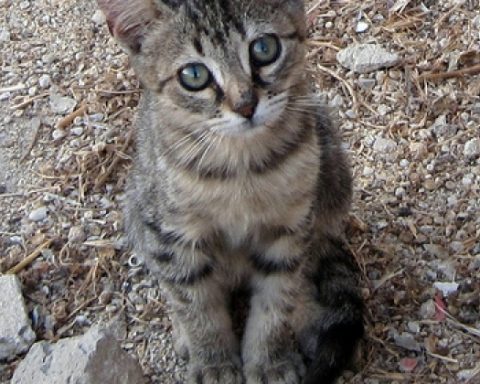 gatto
