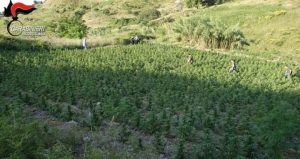 Una delle piantagioni di marijuana trovate nella Locride