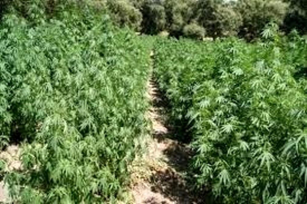 piantagione marijuana