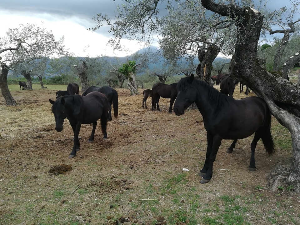 pony di esperia