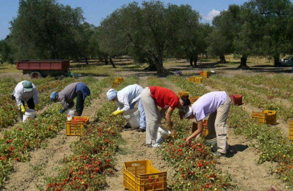 braccianti-agricoli