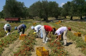 braccianti-agricoli