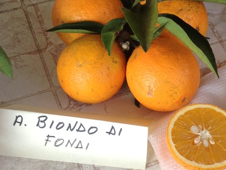 Arancio Biondo di Fondi