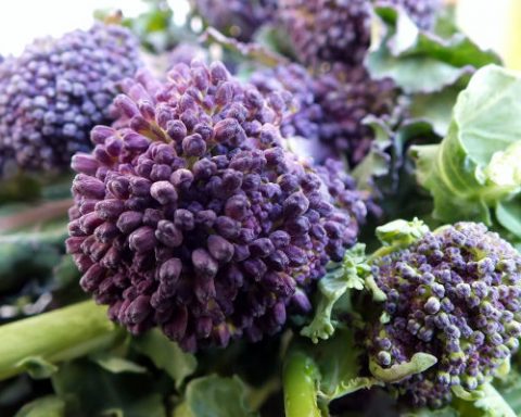 Chiacchietegli, broccoletti viola di Priverno