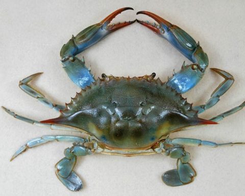 granchio blu a latina