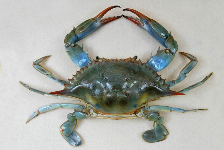 granchio blu a latina
