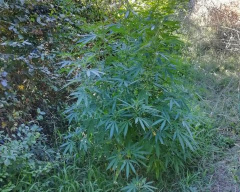 marijuana Aprilia