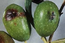 mosca dell'olivo