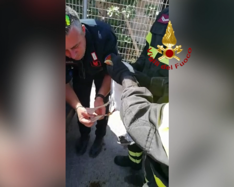 Vigili del Fuoco di Terracina salvano gabbiano in difficoltà