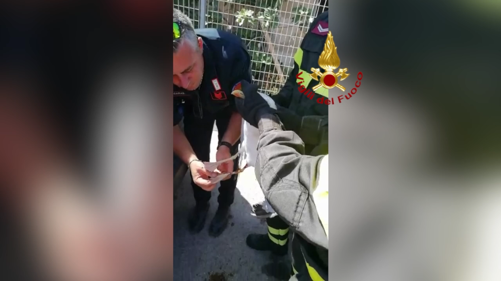 Vigili del Fuoco di Terracina salvano gabbiano in difficoltà