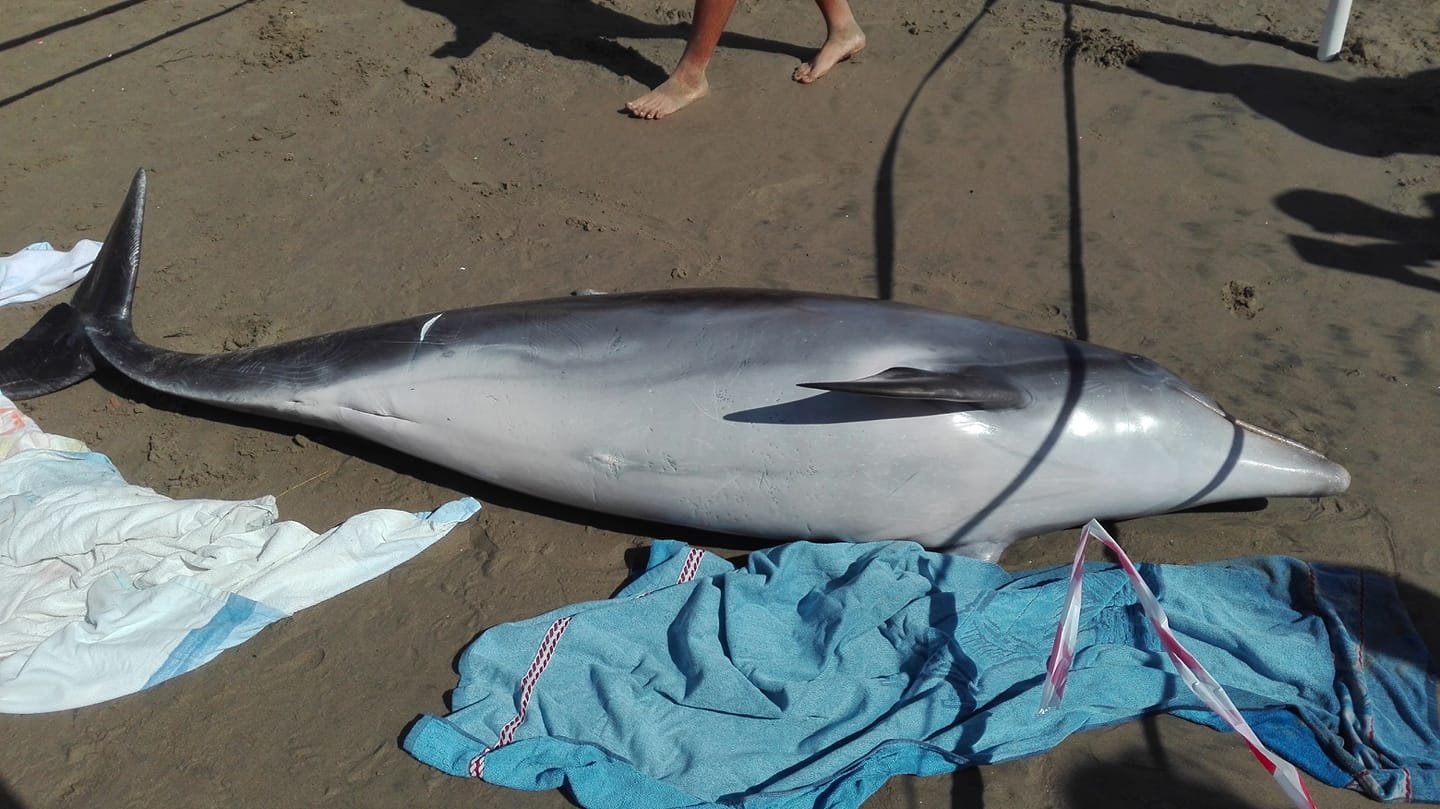Delfino spiaggiato a Scauri