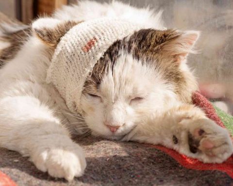 Gatto ferito