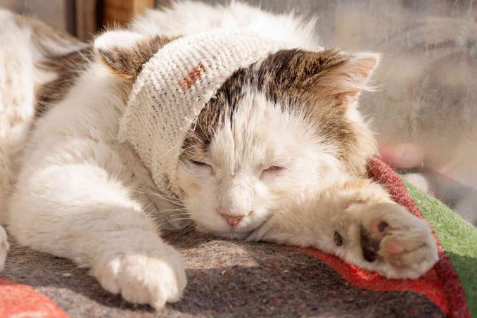 Gatto ferito