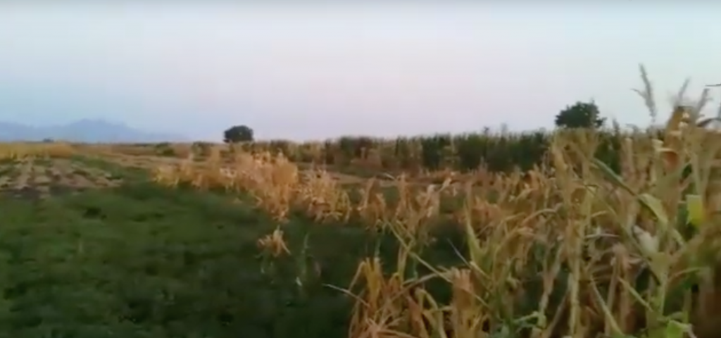 campi fumanti