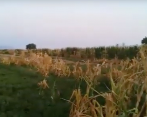 campi fumanti