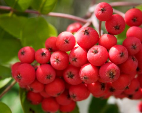 Frutti del Sorbo, uno tra gli alberi che rischiano maggiormente l'estinzione nell'area europea