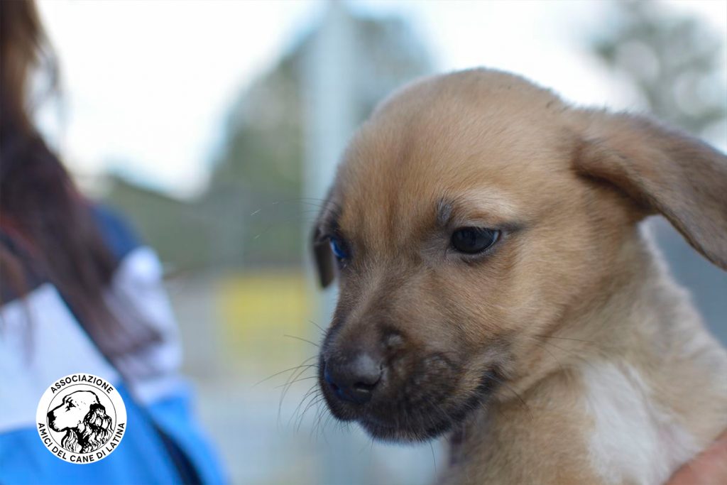 Amici del Cane di Latina 2
