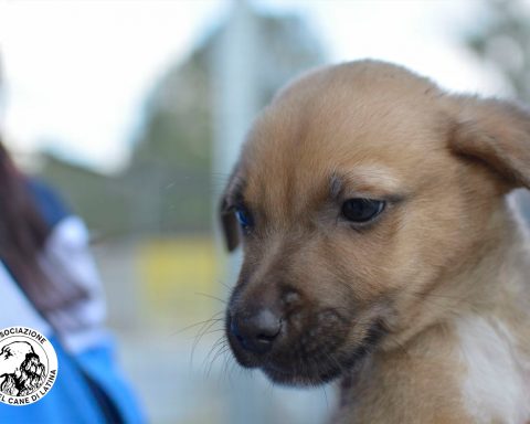 Amici del Cane di Latina 2