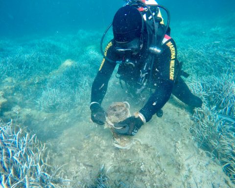 PALOMBARI IN AZIONE A PALMAROLA