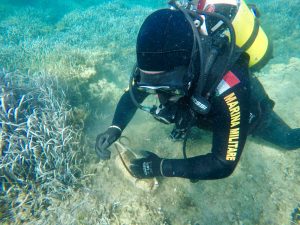 PALOMBARI IN AZIONE A PALMAROLA2