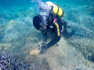 PALOMBARI IN AZIONE A PALMAROLA3