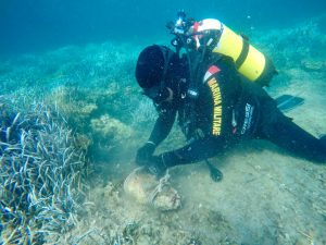 PALOMBARI IN AZIONE A PALMAROLA4