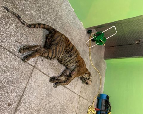 tigre morta