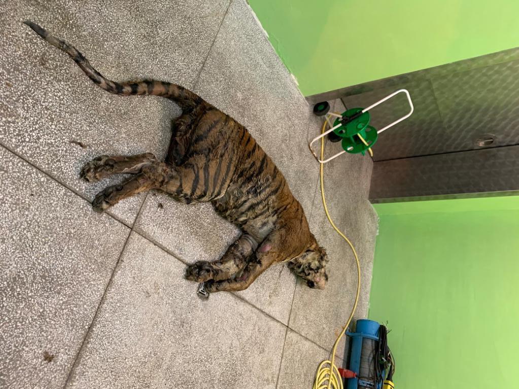 tigre morta
