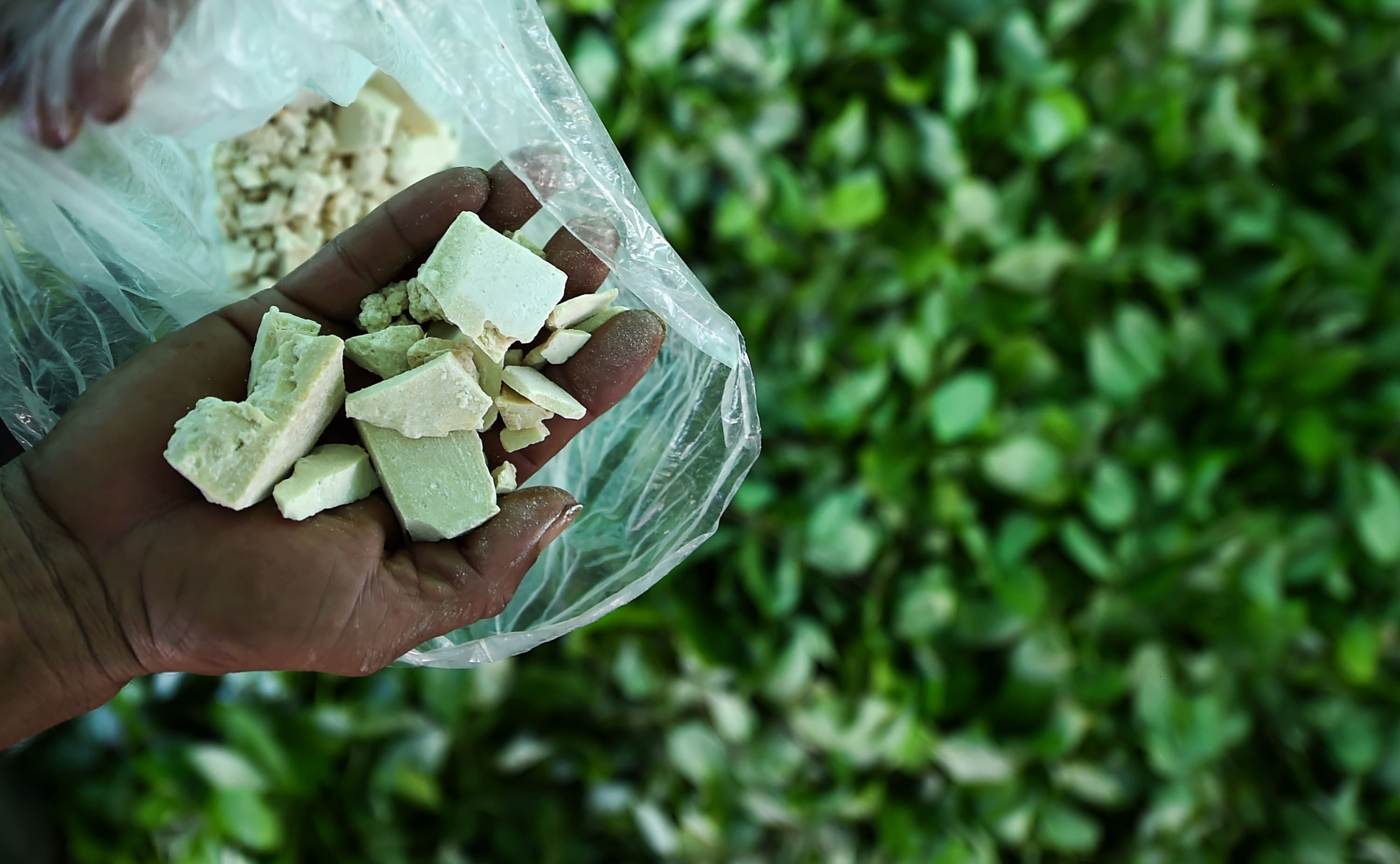 Coca dalla Colombia