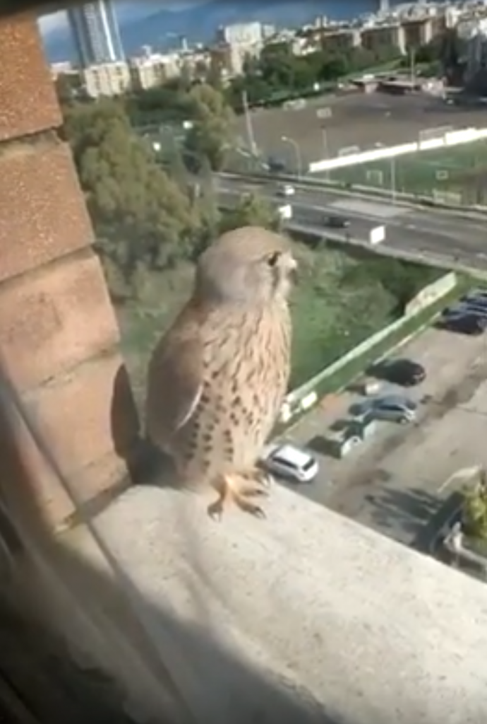 Gheppio del Centro Le Torri a Latina