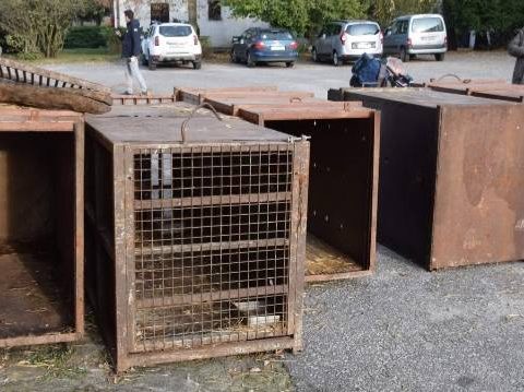 Le gabbie dove avrebbero viaggiato le dieci tigri trasportate da Latina fino in Daghestan (foto da pagina Facebook Earth)