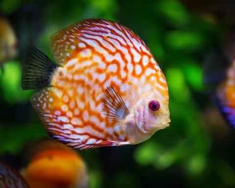 Pesci-per-acquario