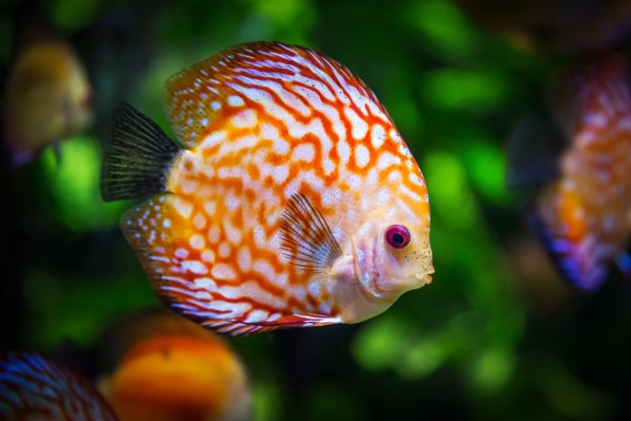 Pesci-per-acquario