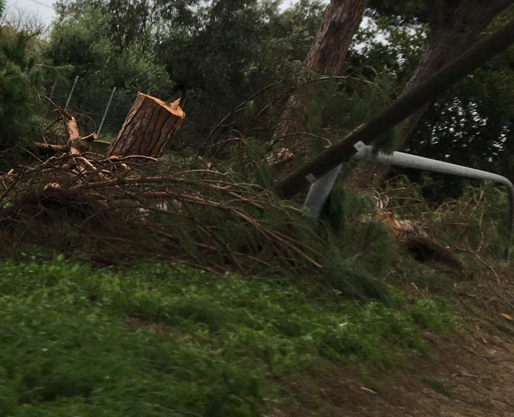 alberi caduti a latina