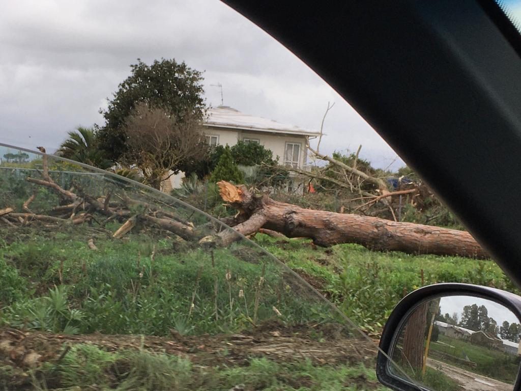 alberi caduti a latina