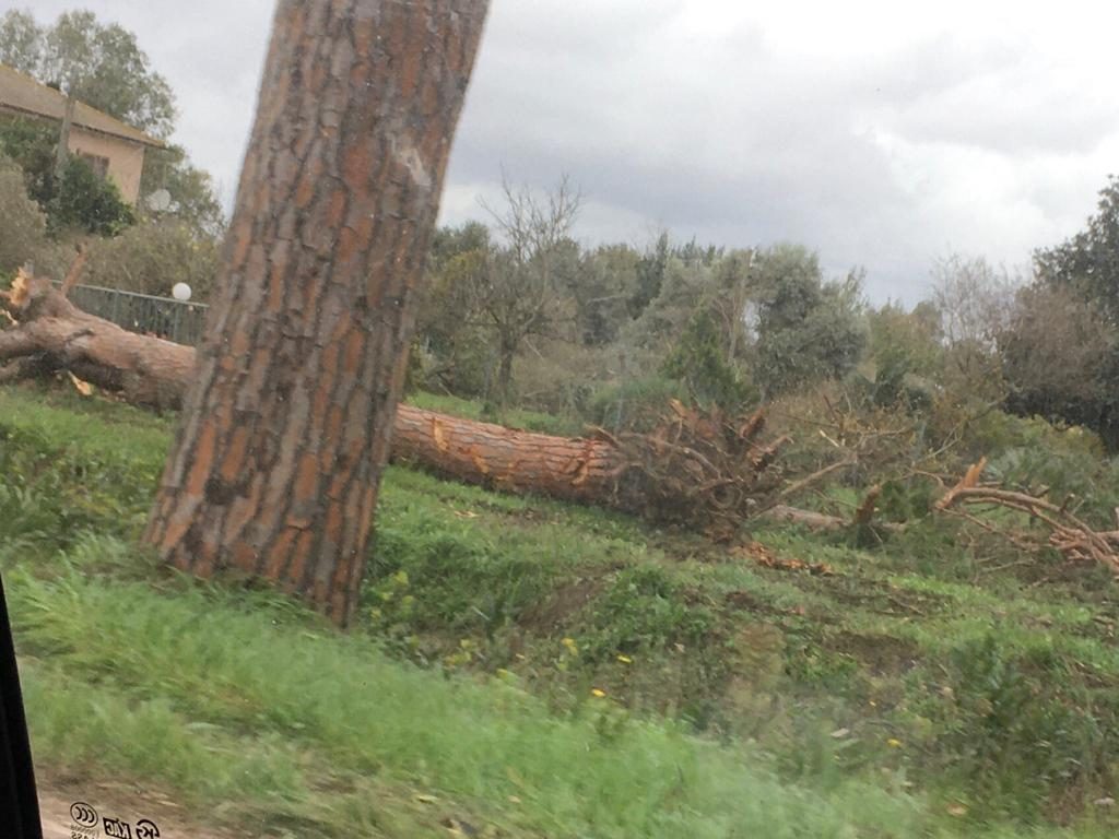 alberi caduti a latina
