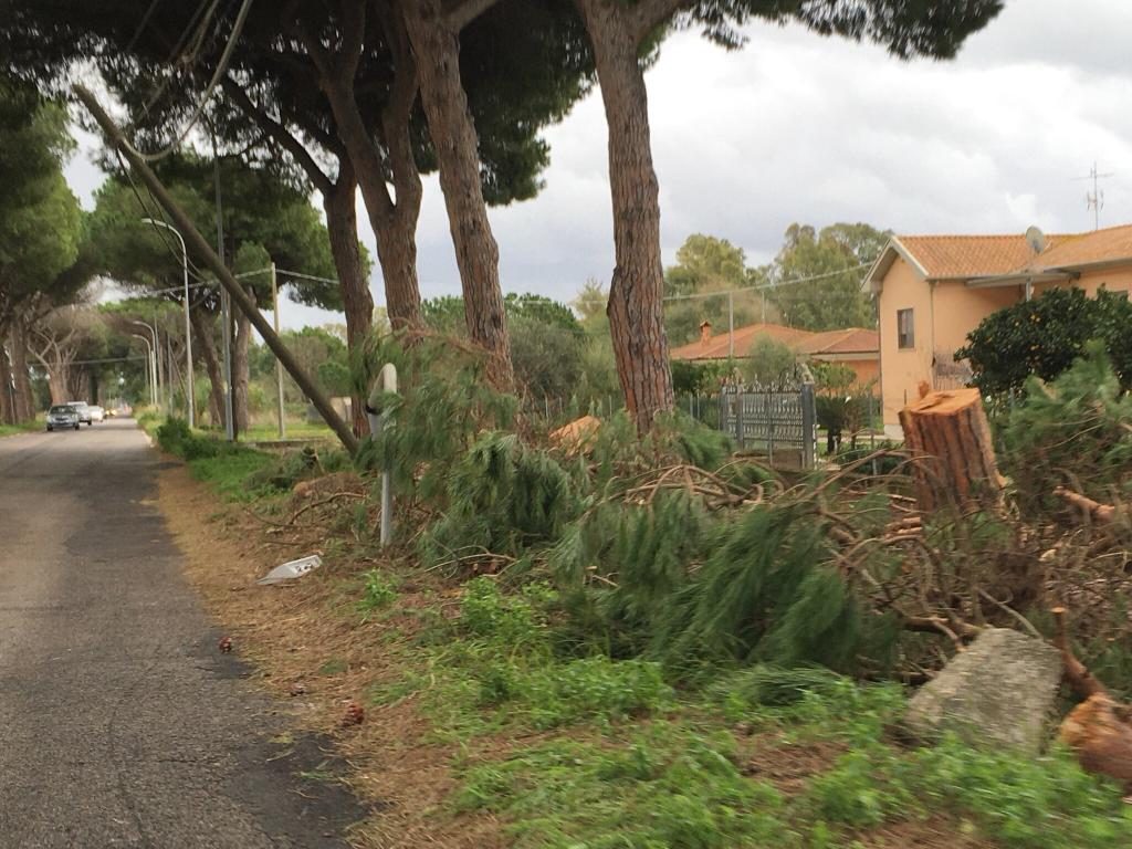 alberi caduti a latina
