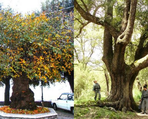 alberi monumentali provincia di latina