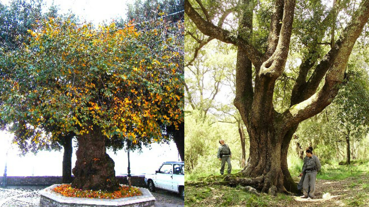 alberi monumentali provincia di latina