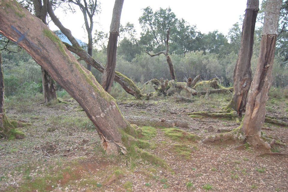 piante disseccate nella sughereta di monte san biagio