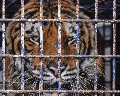 tigre